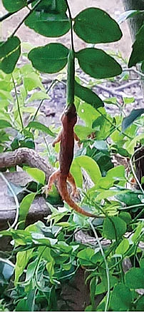 சிவகுமார்