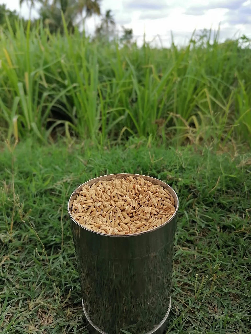 இயற்கை முறையில்
(தூயமல்லி)