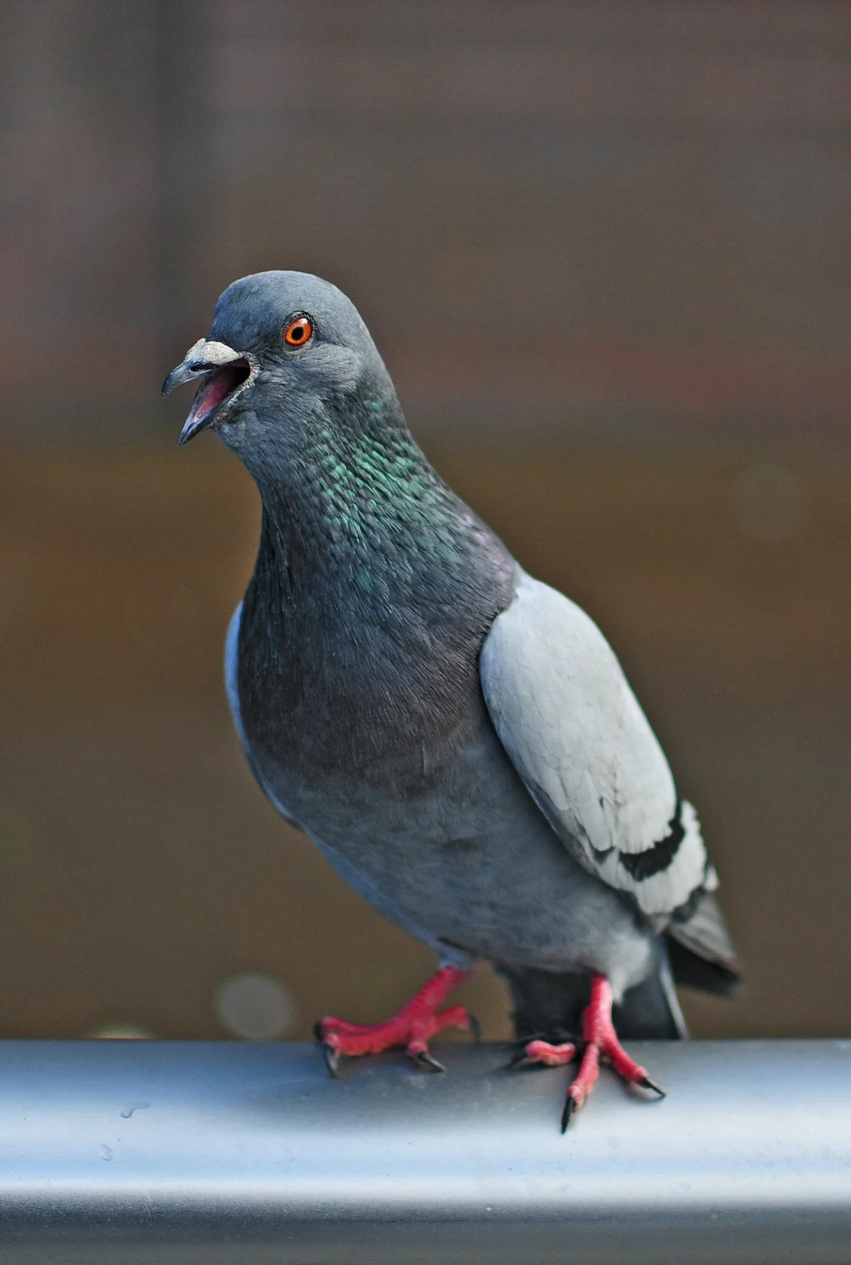 Representational Image