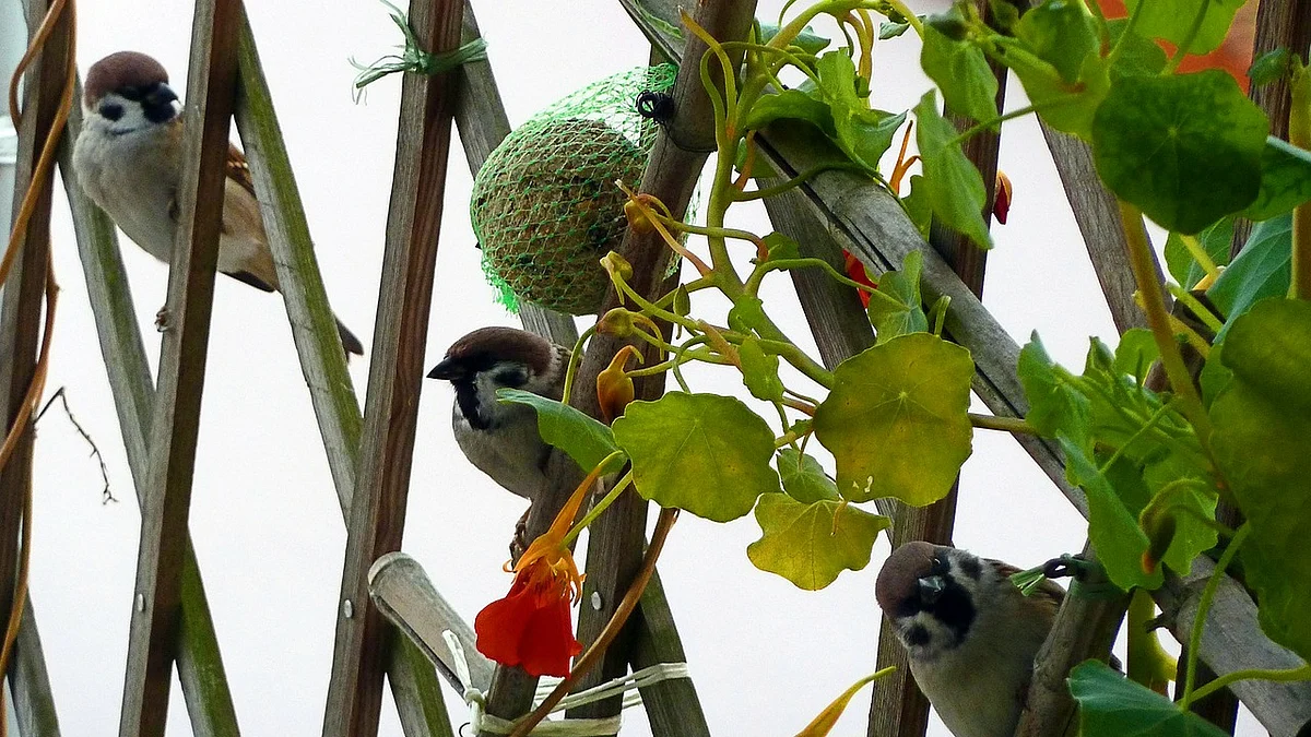 Representational Image