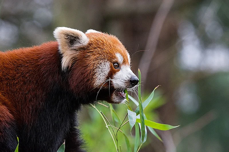 Red Panda/ Dibang Valley