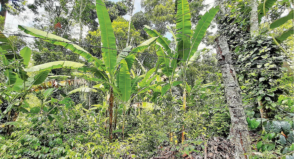 வாழை, மிளகு, காபி கூட்டணி