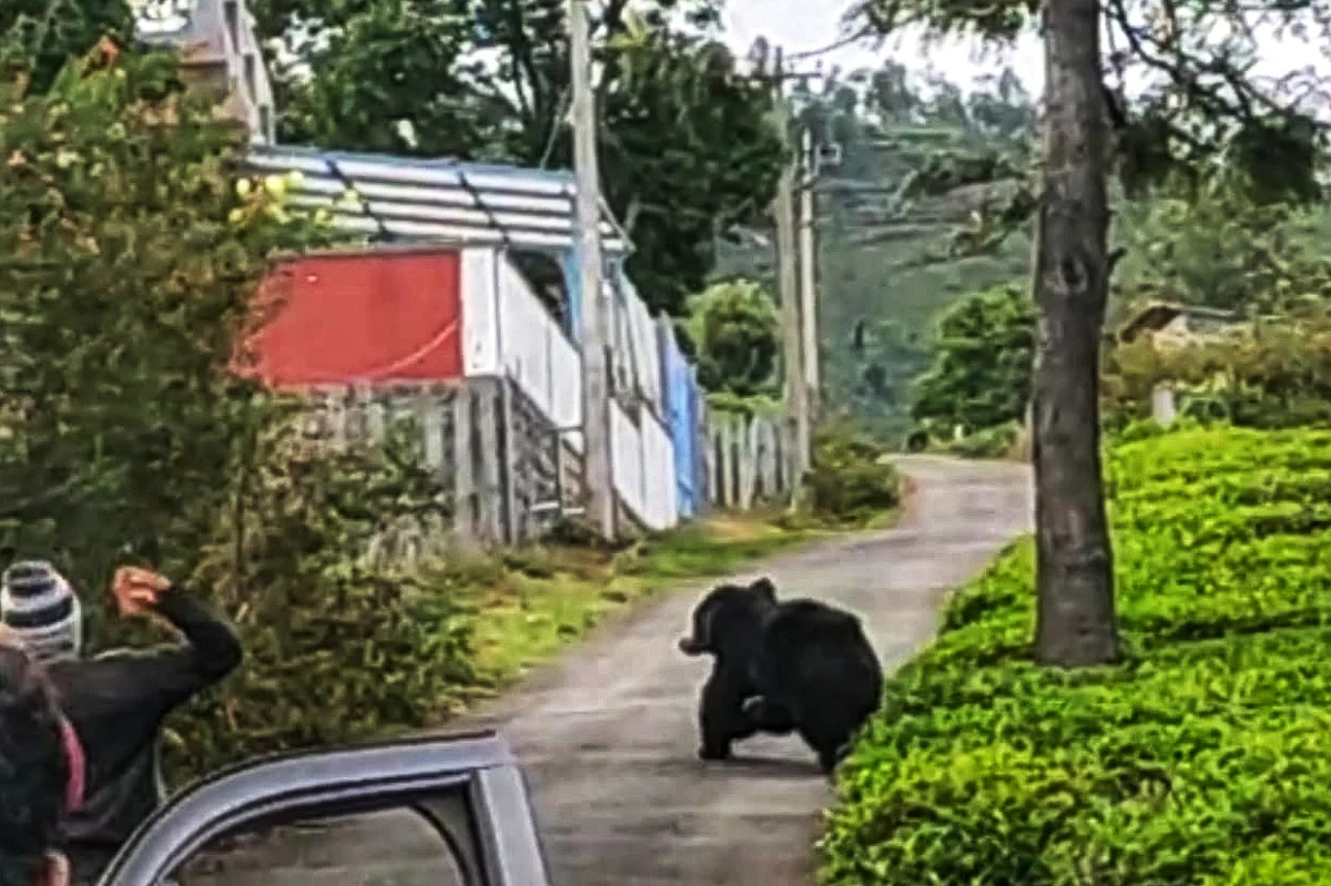 sloth bear