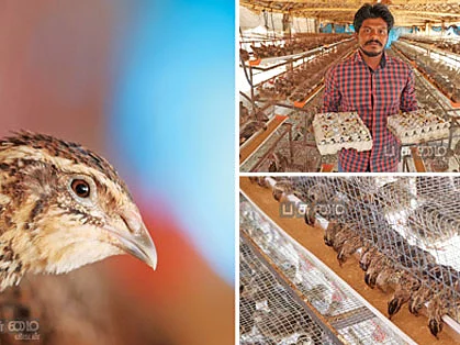 காடை வளர்ப்பு : மாதம் ரூ. 30,000 கலக்கல் வருமானம் கொடுக்கும் காடை முட்டை!