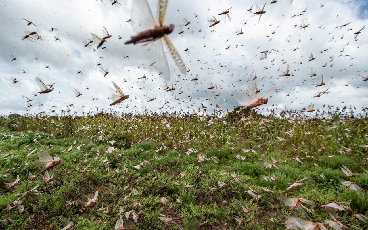 வெட்டுக்கிளிகள் படை... இயற்கைப் பேரிடரா... மனிதர்களின் பசுமைப் பேரிடரா?