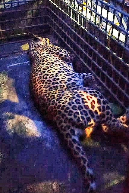 leopard rescue