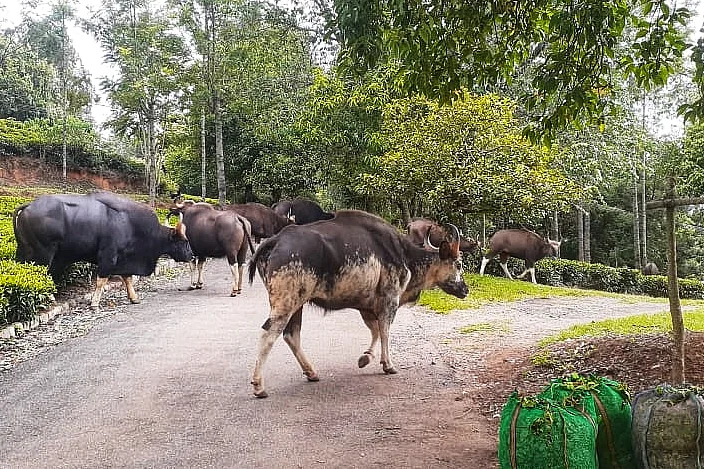 காட்டுமாடு