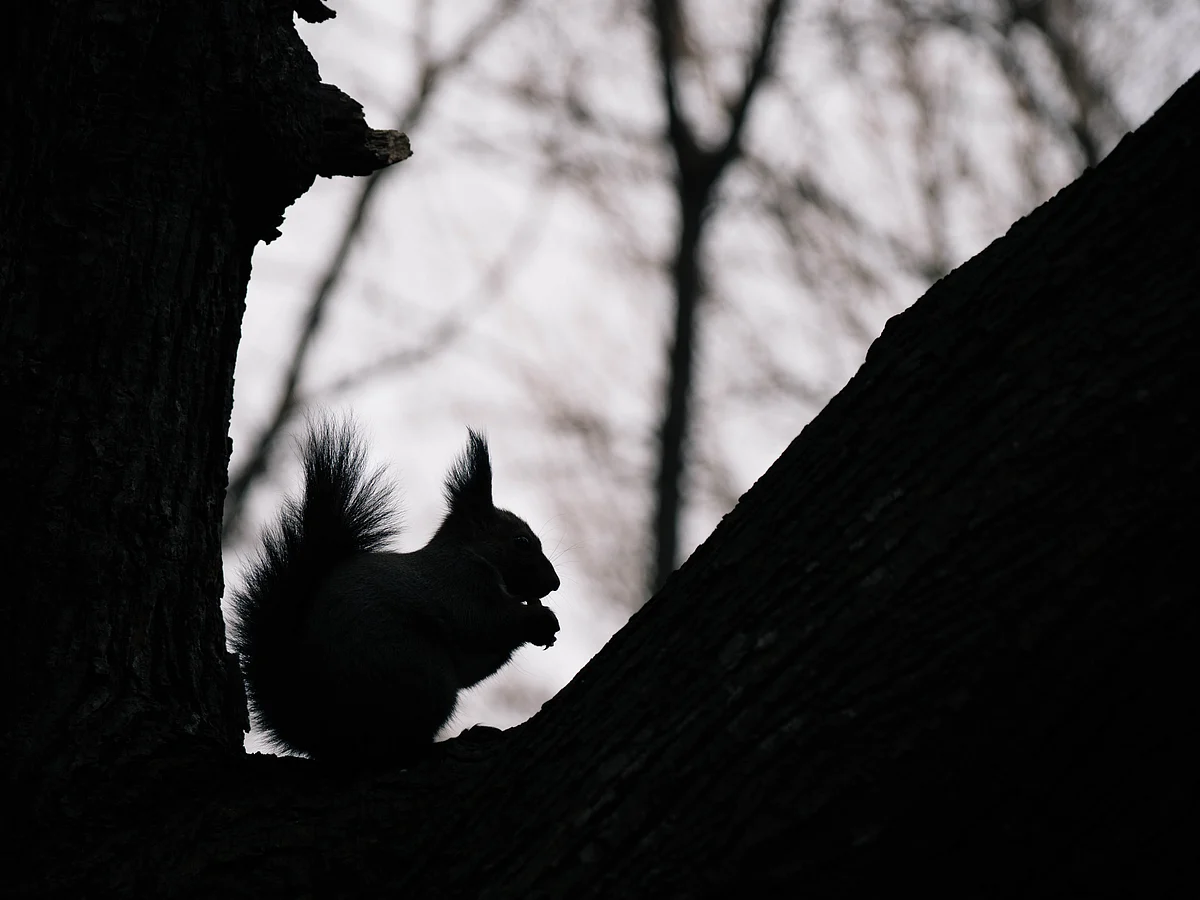 Representational Image