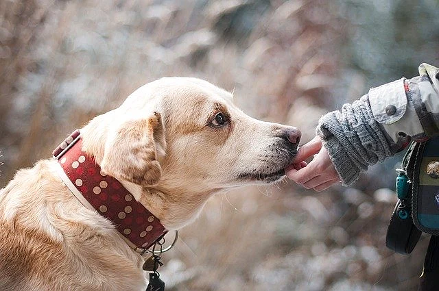 handling pet animals