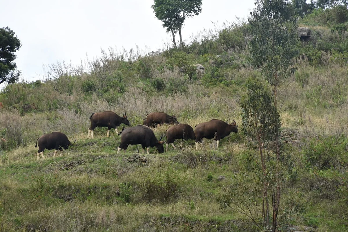 gaur