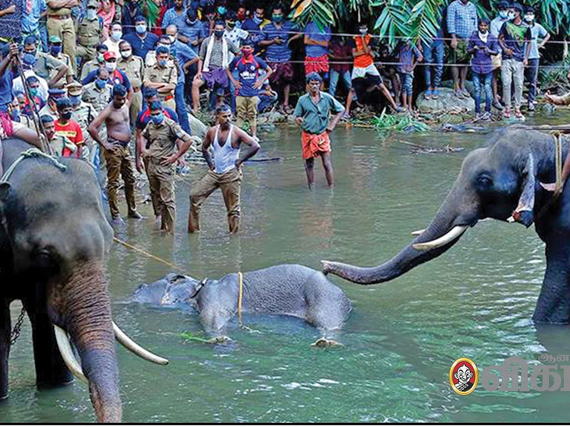 விலங்குகளிடம்தான் உங்கள் வீரமா?