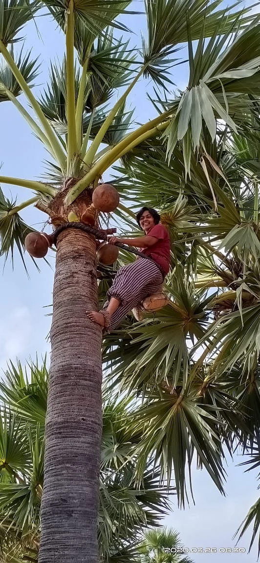 பனை ஏறும் பயிற்சி