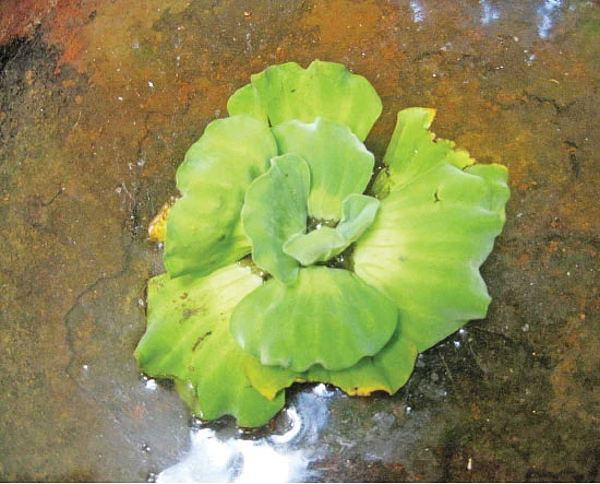 குளிர்தாமரை