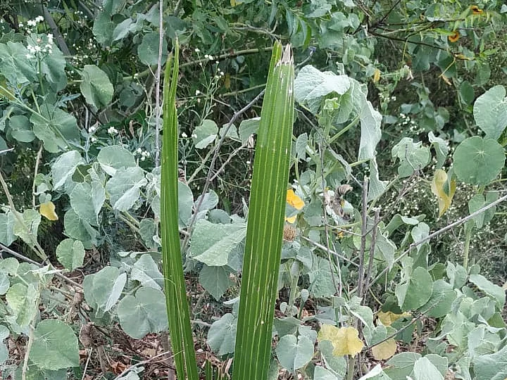 கோவை:`1 லட்சம் பனை விதைகள்; 2 ஆண்டு காத்திருப்பு!' -துளிர்த்தெழும் குளக்கரைகள்