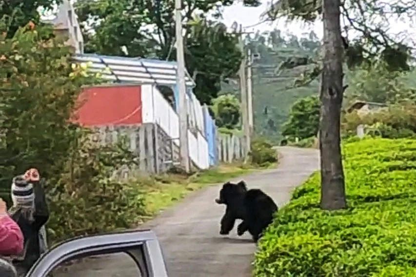 sloth bear