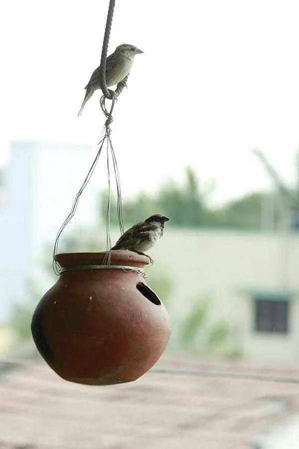 வனிதா வீட்டில் சிட்டுக்குருவிகள்