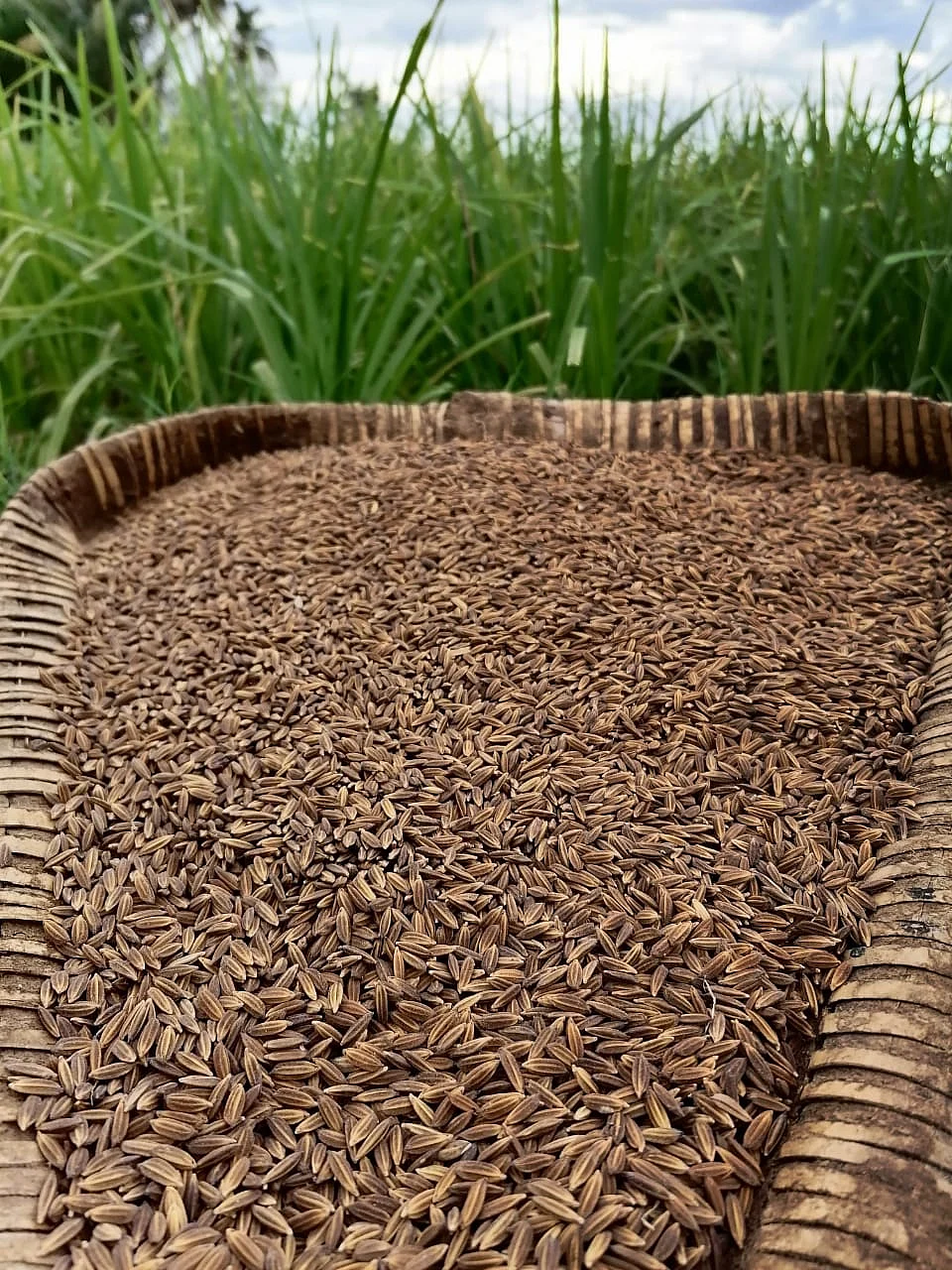 கறுப்புக் கவுனி நெல்