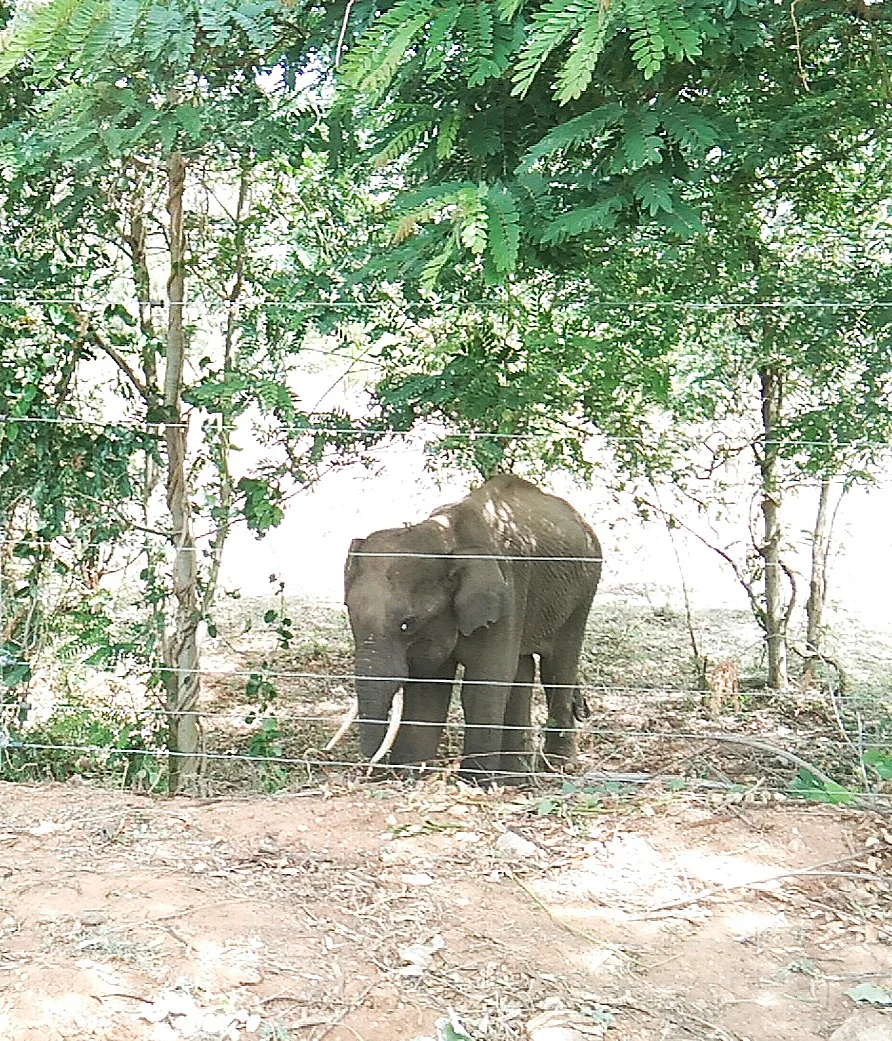 யானை