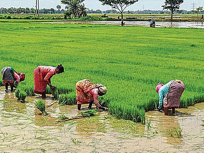 மாற்றுப் பயிருக்கு மாறினால் மானியம்! - தெம்பு தரும் தெலங்கானா அரசு!