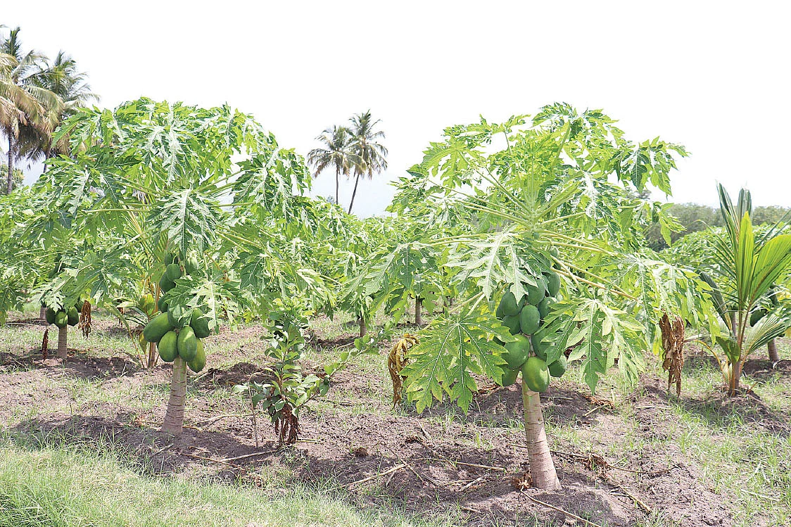 பப்பாளியில் ஊடுபயிராகக் கொய்யா, தென்னை