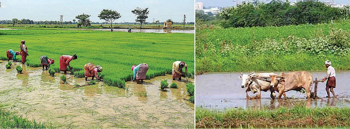மானியம்