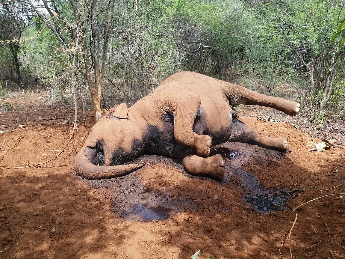 யானை