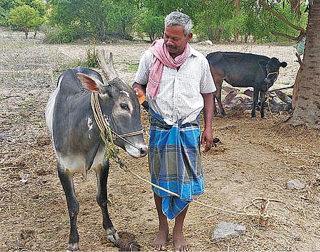 காளையுடன்