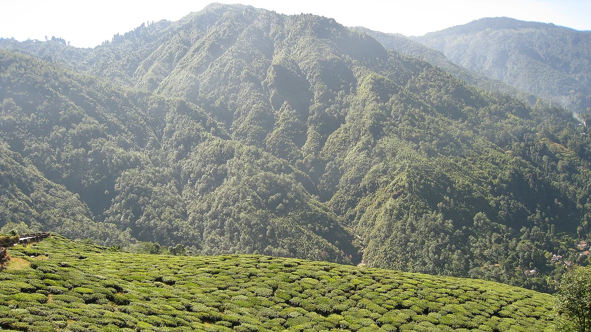 Darjeeling tea garden
