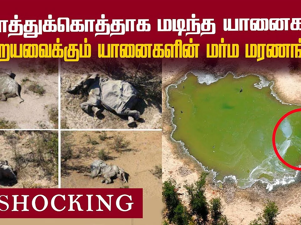போட்ஸ்வானாவை உலுக்கும் யானைகளின் மர்ம மரணங்கள்! | Elephant Death