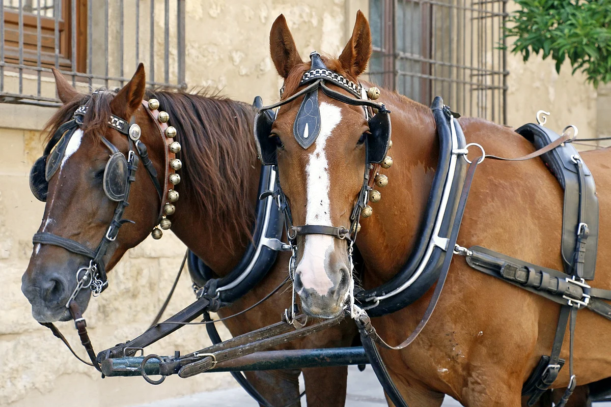 Representational Image