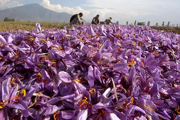 Kashmir Valley’s Saffron
