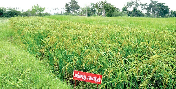 நெல்