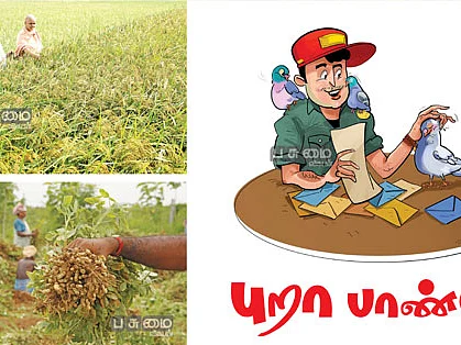 மானாவாரி நிலக்கடலை… பாரம்பர்ய ரக நெல் விதைகள் எங்கு கிடைக்கும்?
