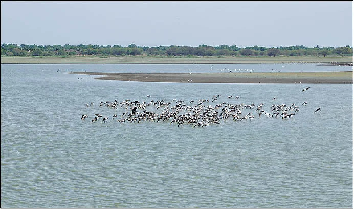 ஏரிக்குள் பறவைகள்