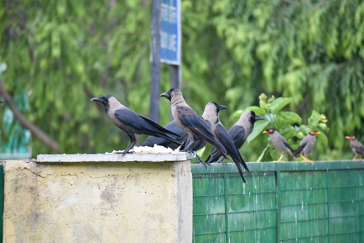 காக்கைகள்