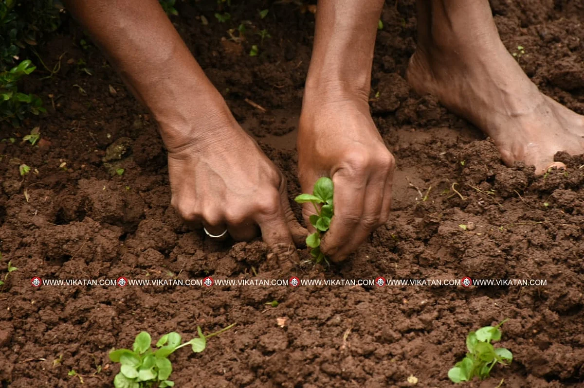 மலர் நாற்றுகள் நடவு