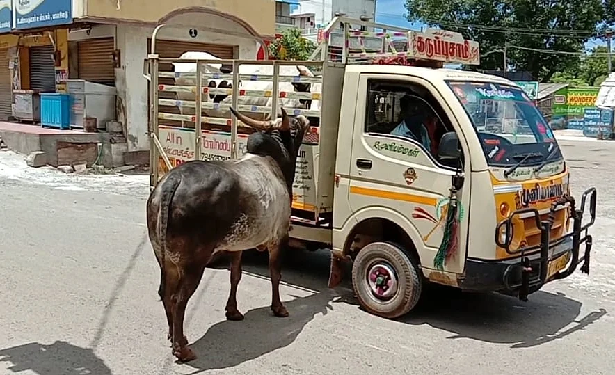 காளை