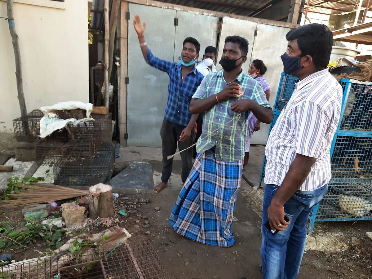 வெட்டப்பட்ட பழமரம்