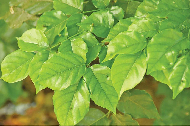புங்கன் இலை