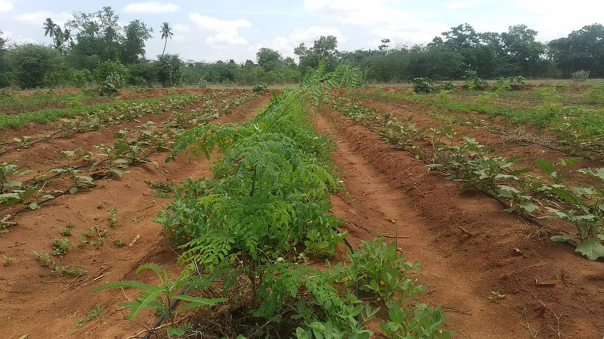 முருங்கை சாகுபடி