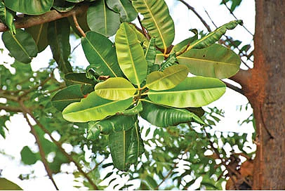 புன்னை இலை