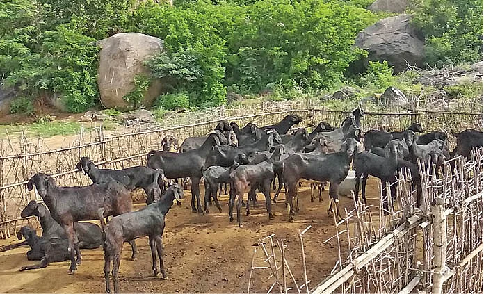 பட்டியில் வெள்ளாடுகள்