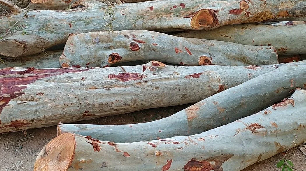 மரம்