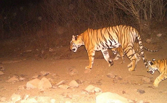 அவ்னி புலி