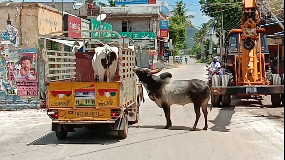 காளை
