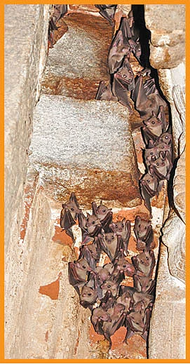 பழந்திண்ணி வவ்வால்கள்