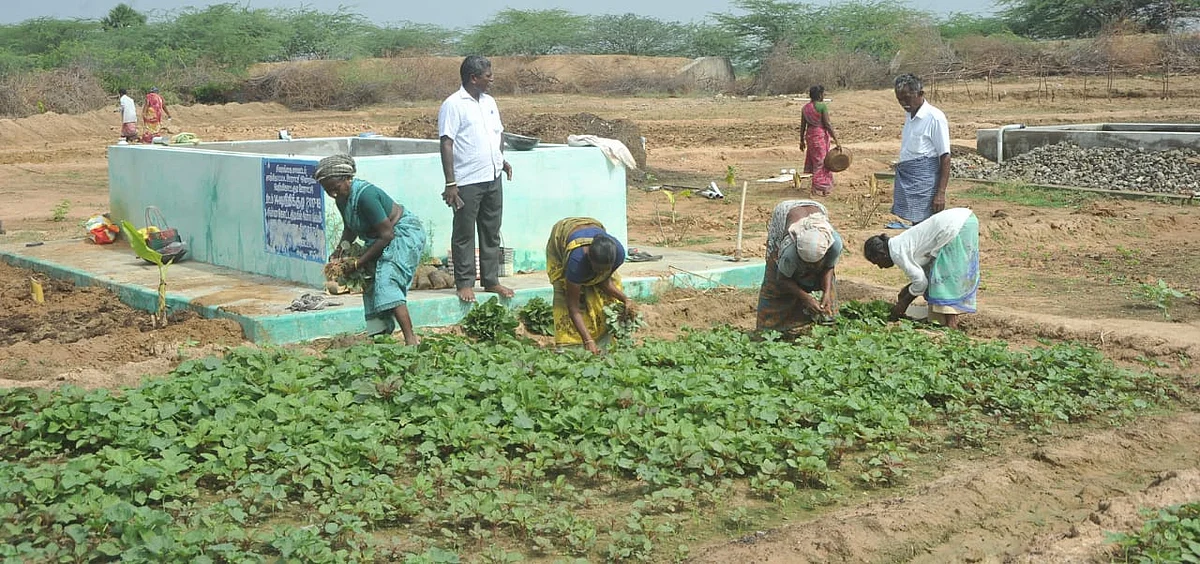 கொரோனா தோட்டத்து காய்கறி