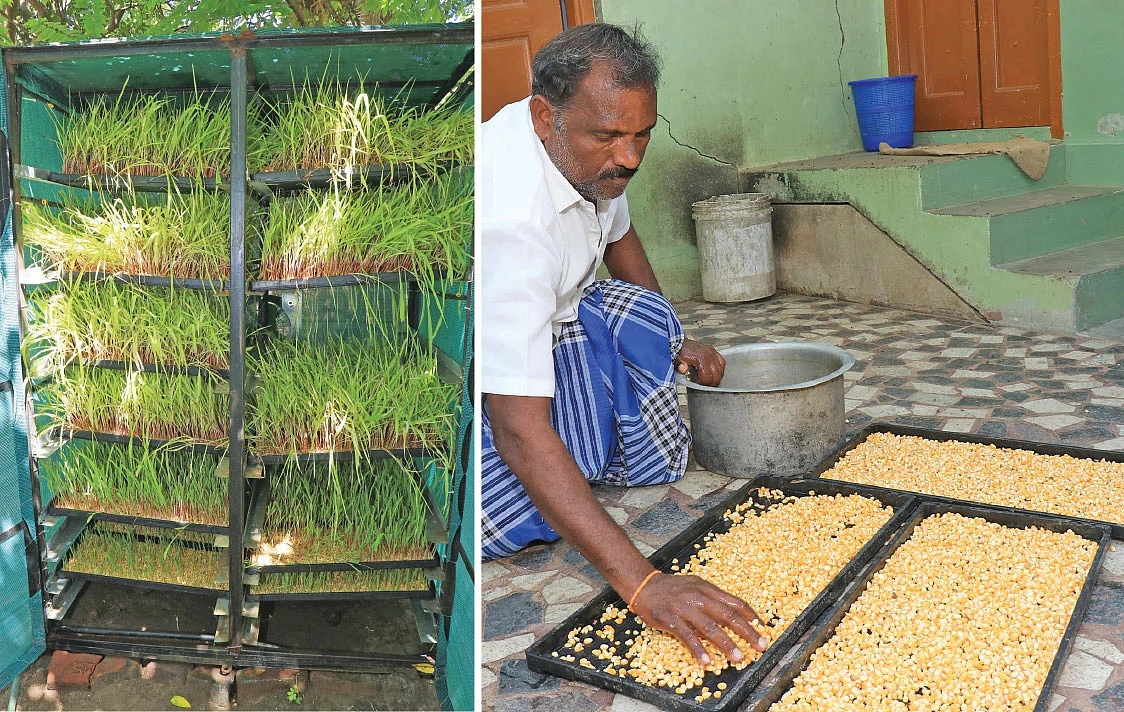 பசுந்தீவனம் வளர்க்கும் கூண்டு மற்றும் டிரேக்கள், டிரேக்களில் மக்காச்சோளத்தைப் பரப்புதல்