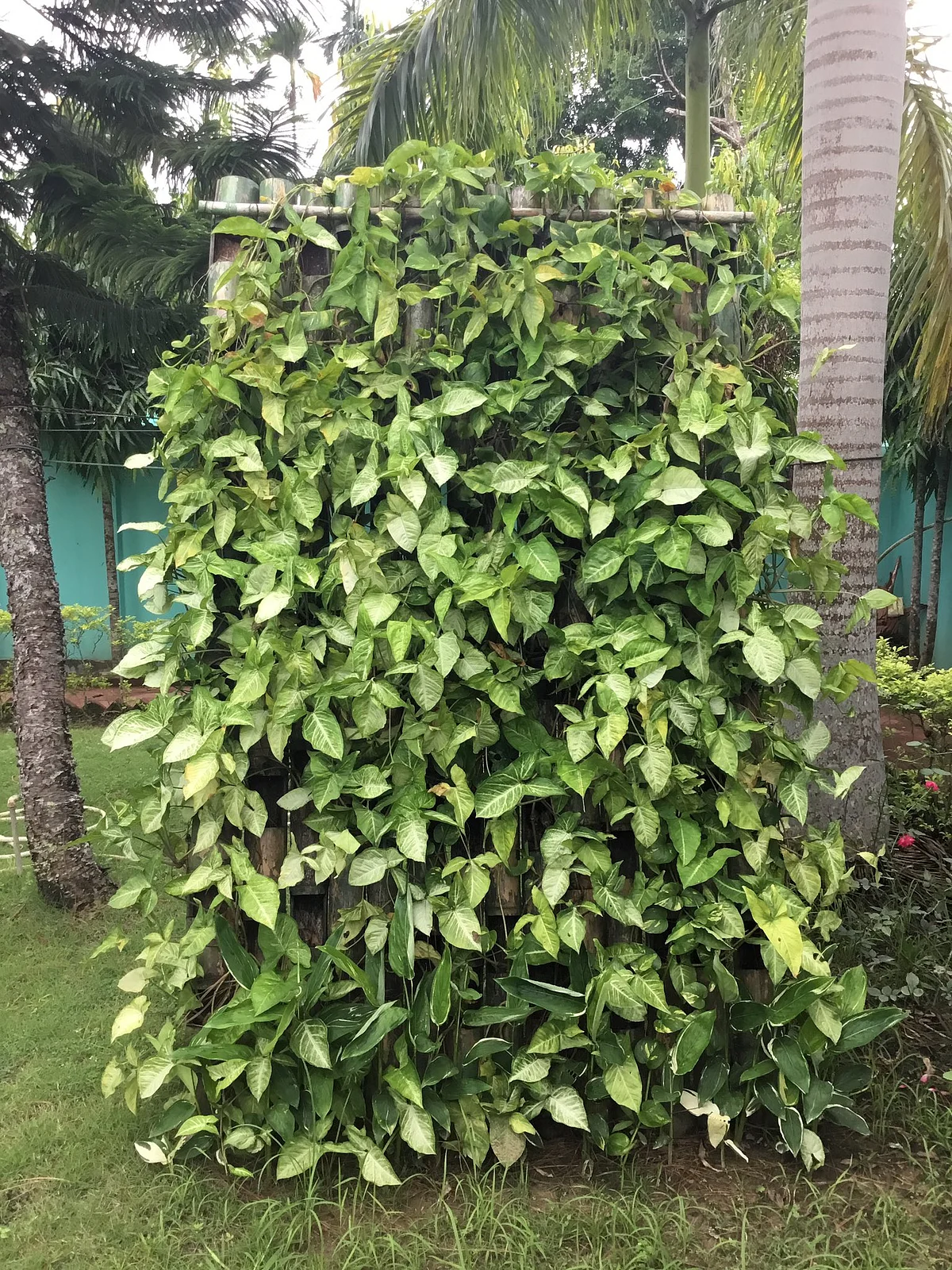 வெர்டிகல் கார்டன்