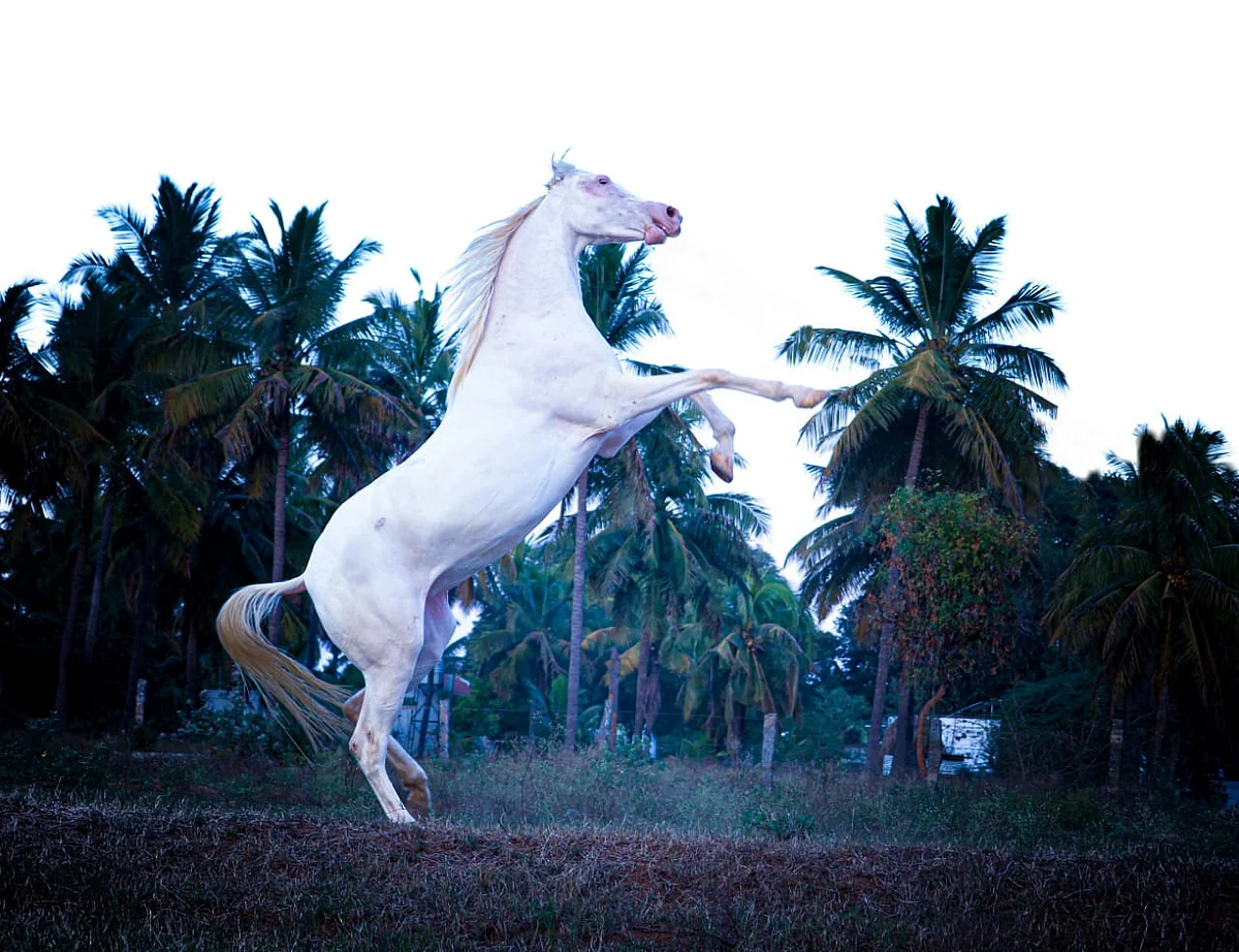 குதிரை போட்டோகிராபி